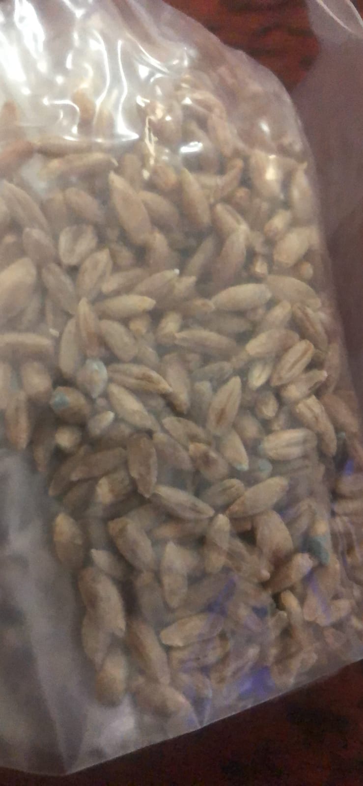 Mushroom Grow Kit (Quick Kit) customer photo 1