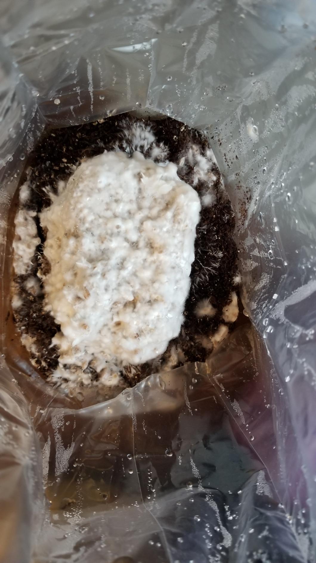 Mushroom Grow Kit (Quick Kit) customer photo 2