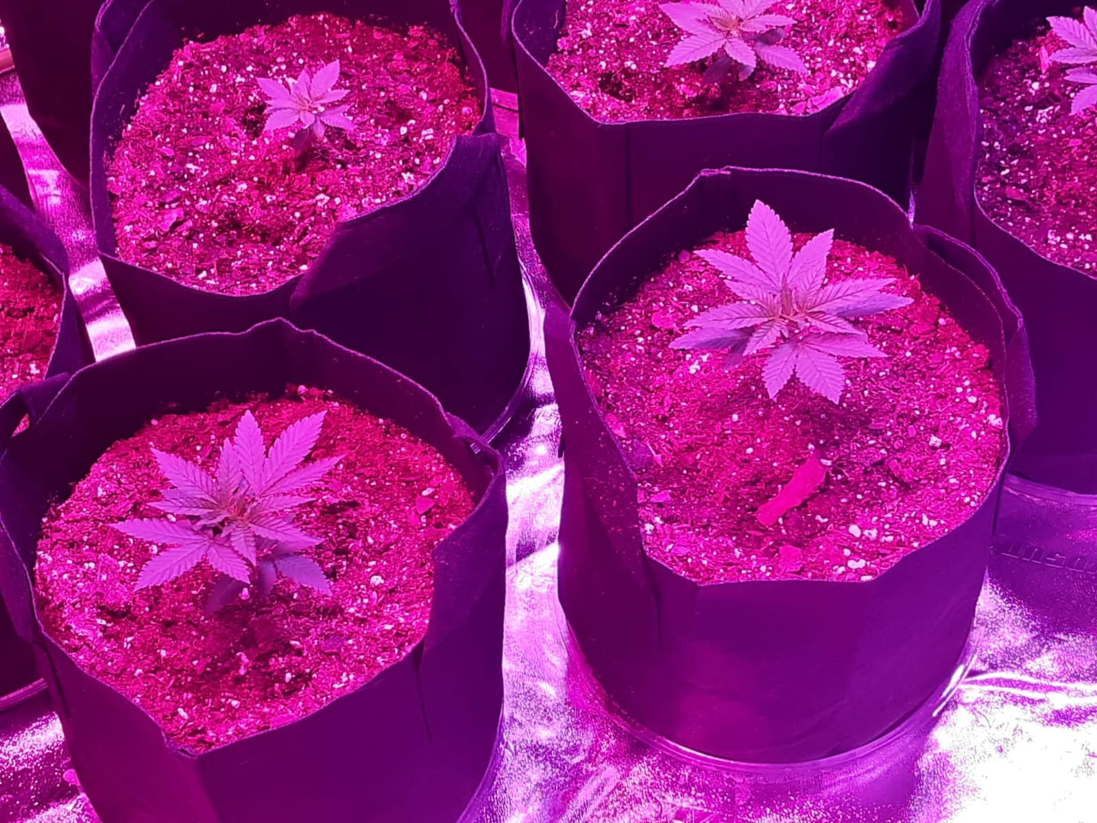 VIVOSUN S888 8x8 Large Grow Tent 96
