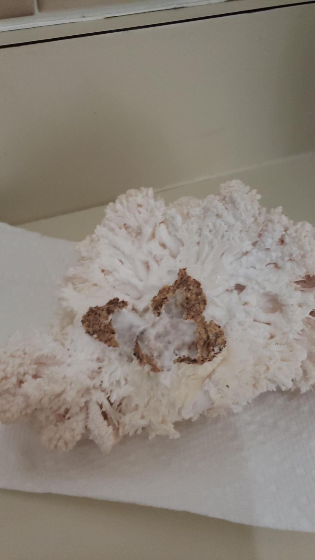 Lion’s Mane Mushroom Grow Kit, 4 lb (Packaging May Vary) customer photo 1