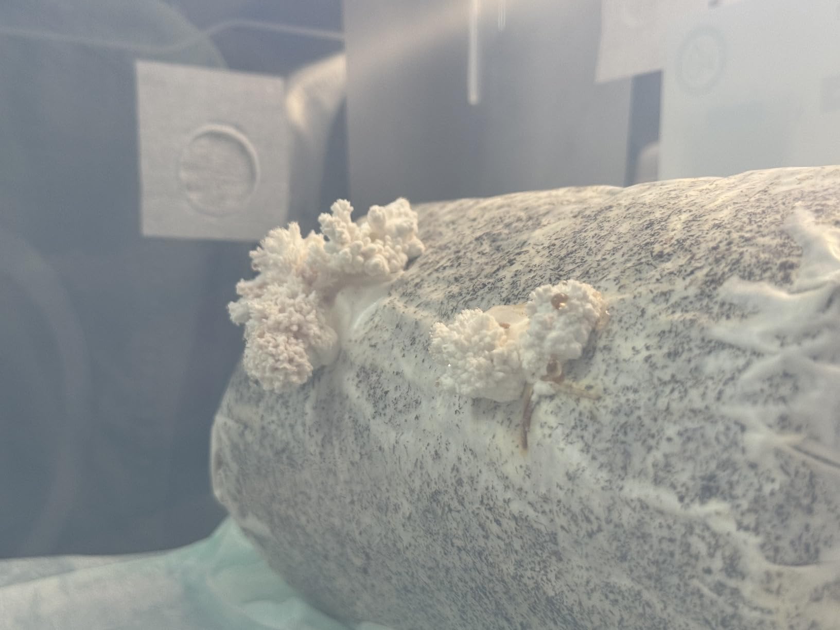 Lion’s Mane Mushroom Grow Kit, 4 lb (Packaging May Vary) customer photo 2