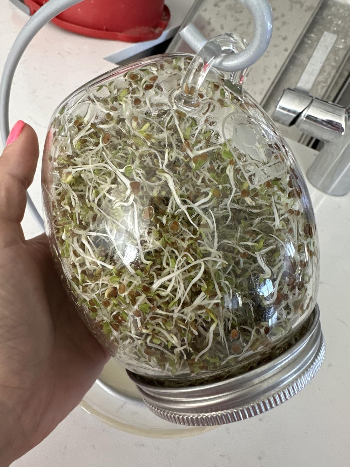 Premium Sprouting Jar Kit - Unique 30 oz Wide Mouth Sprouting Jar, Stand, Tray and 316 Stainless Screen Lid | Decorative Indoor Seed Sprouter and Germinator (1 Kit) customer photo 1