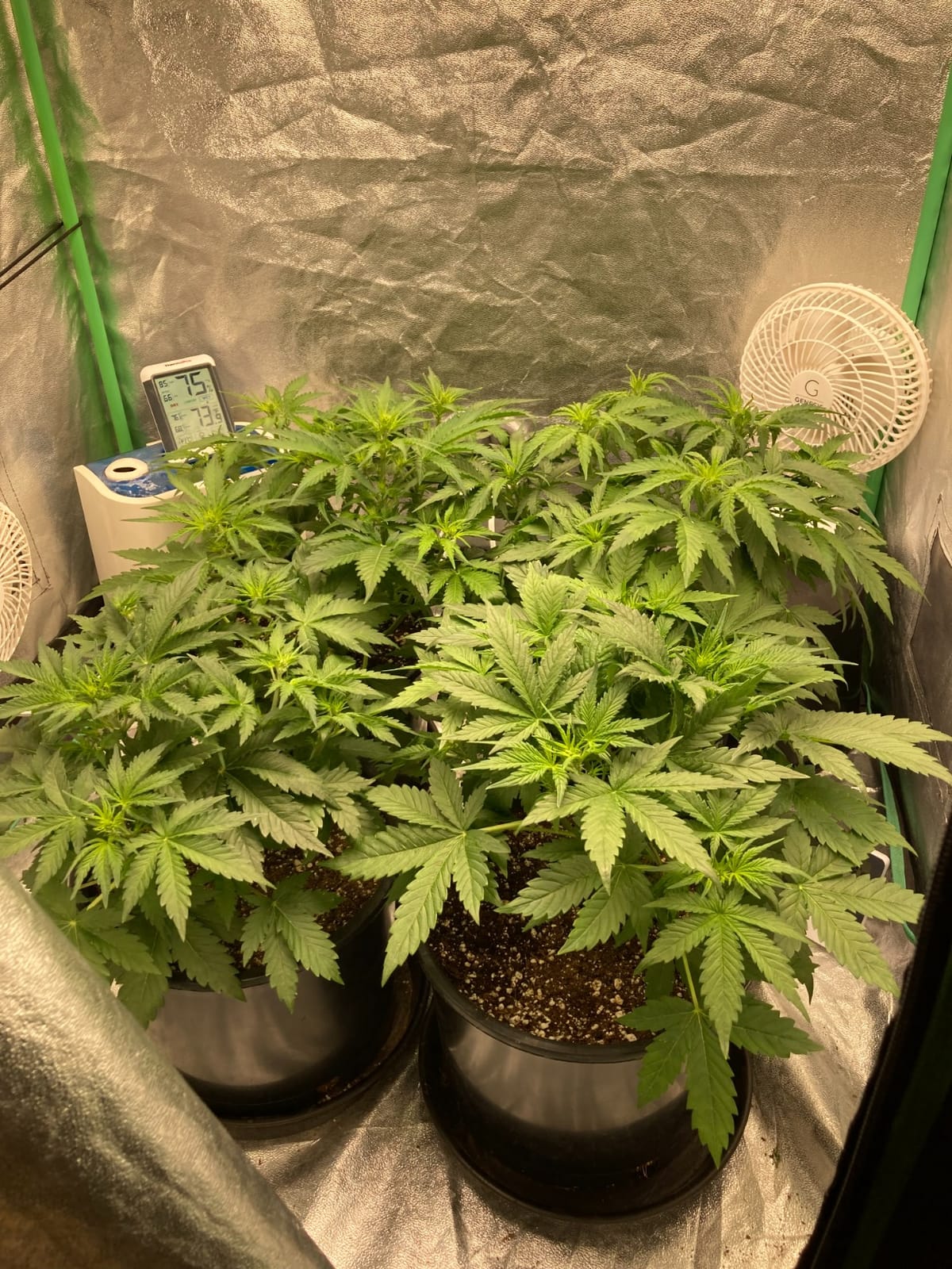 MARS HYDRO 420W TS3000 Led Grow Lights for Indoor Plants customer photo 1