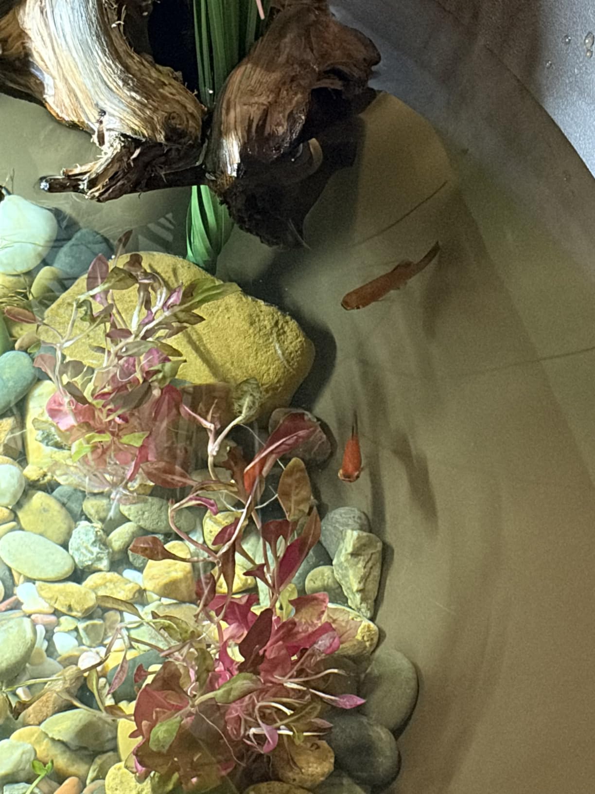 Aquascape AquaGarden Mini Pond Kit customer photo 2
