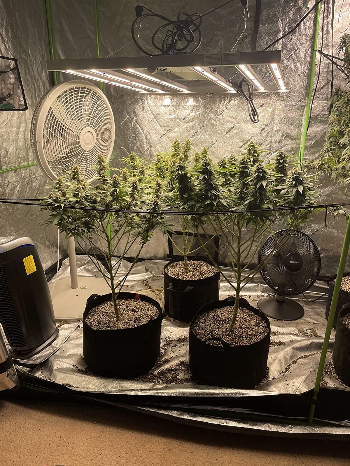 Mars Hydro FC-4800 480W 4x4 LED Grow Light Full Spectrum for Indoor Plants customer photo 2