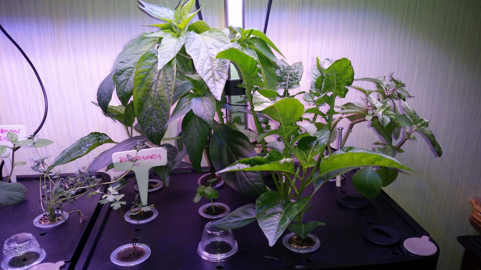 iDOO 12Pods Hydroponics Growing System Garden with LED Grow Light customer photo 2