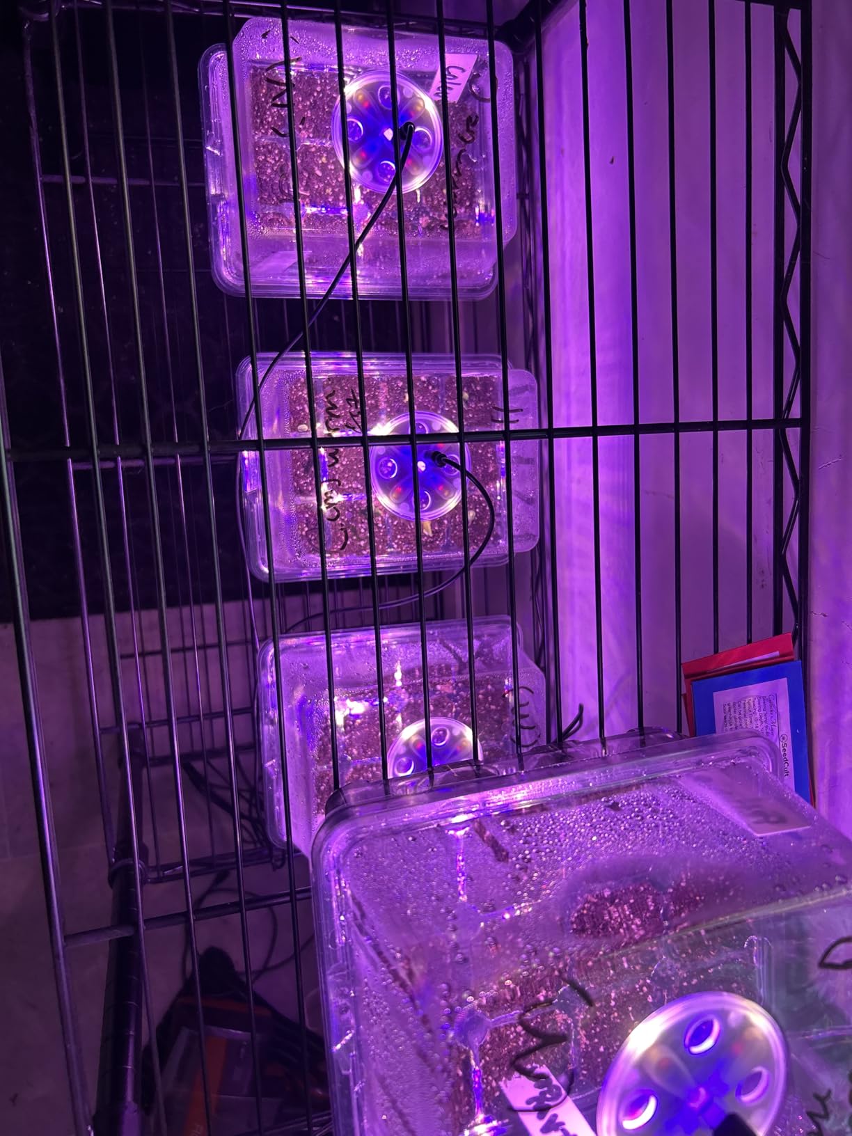 Bonviee Seed Starter Trays with 12-LED Grow Lights, Green, 5 Pack customer photo 2