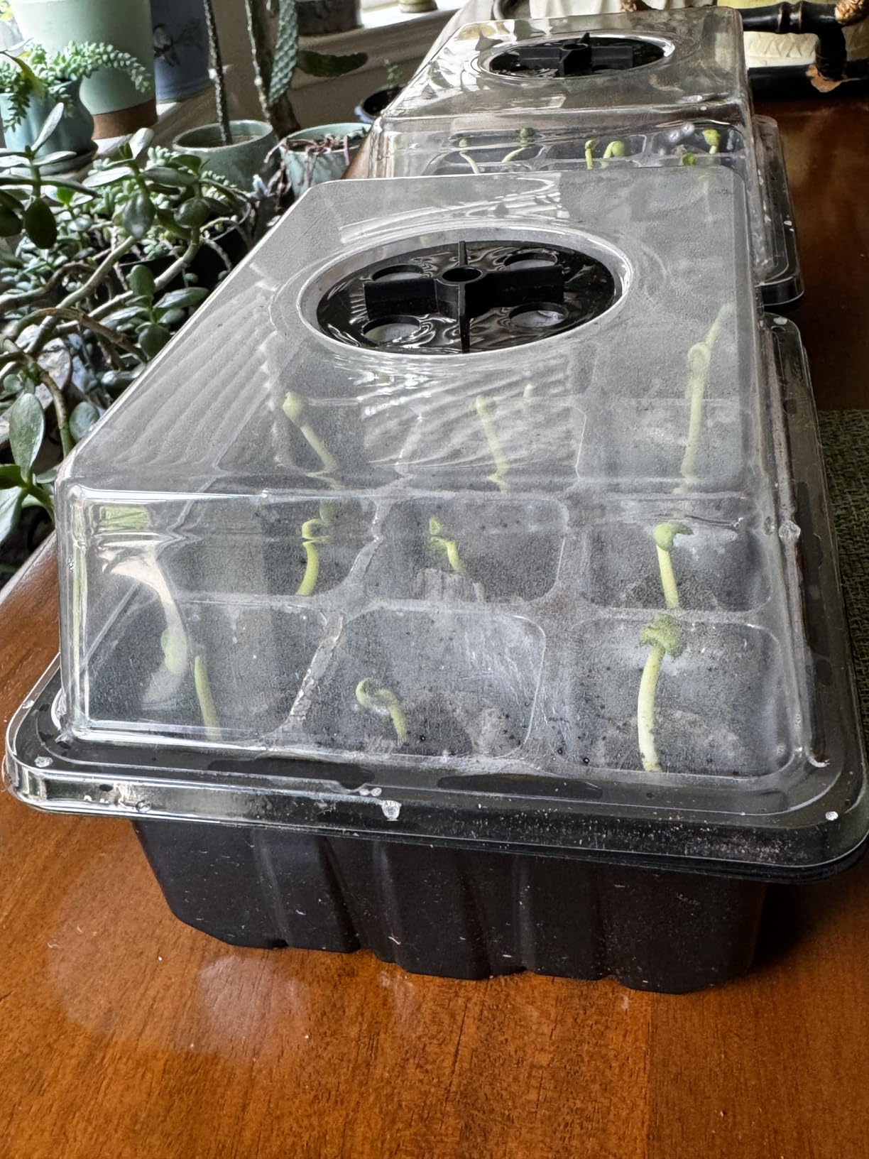 Seed Starter Tray with Peat Pellets, Black Seeding Starter Trays for Plant customer photo 2