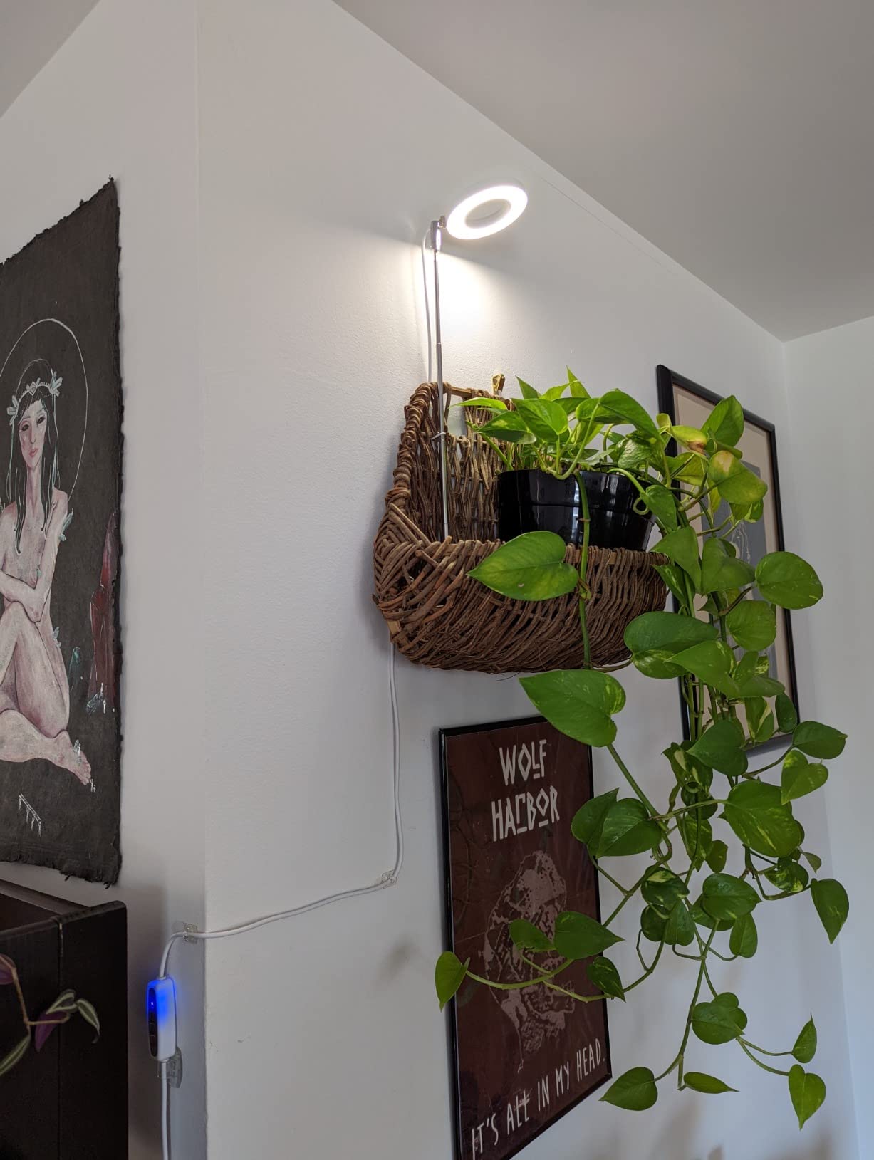 LORDEM Grow Light for Indoor Plants, Full Spectrum LED 2 Packs customer photo 1