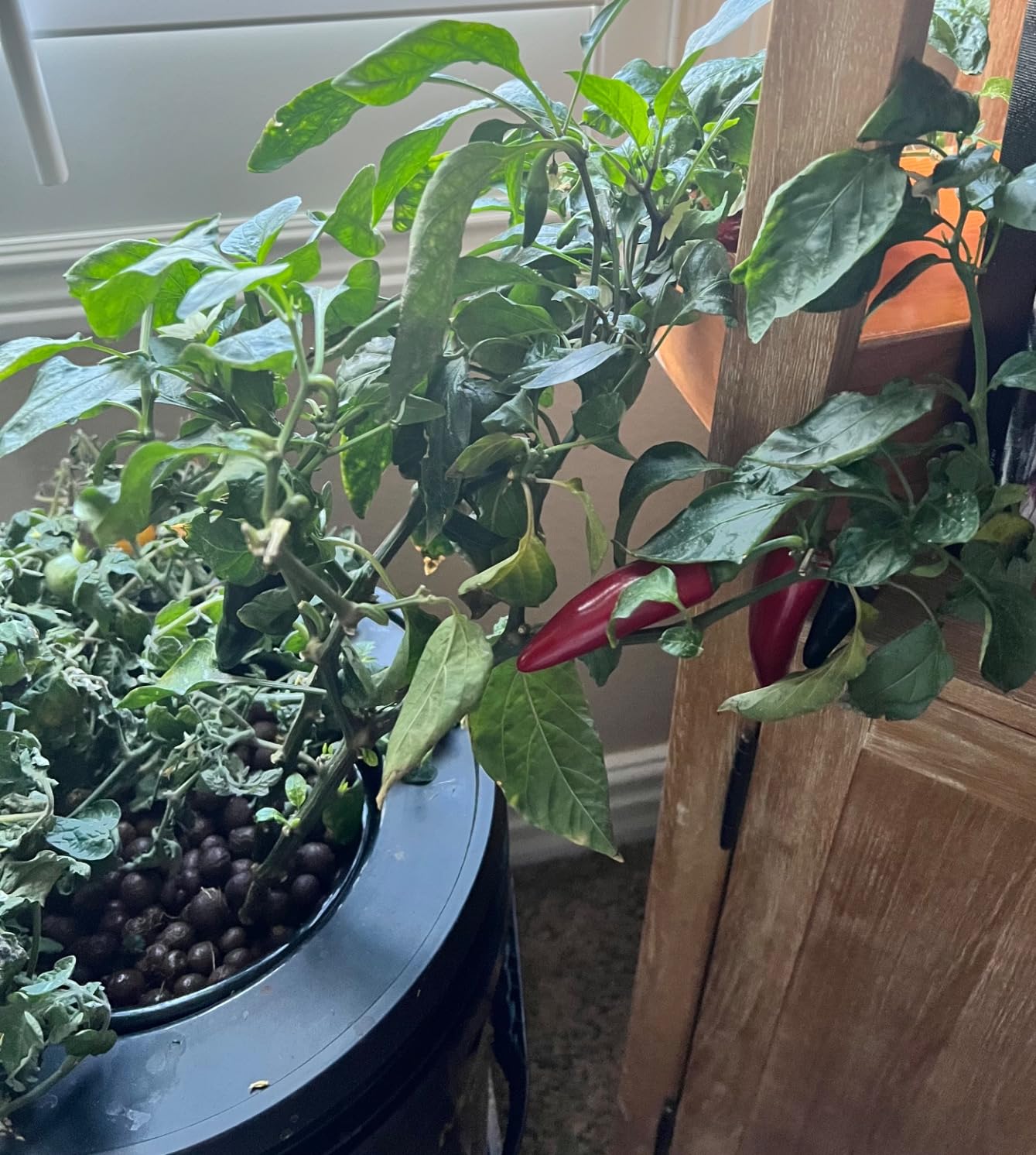VIVOSUN DWC Hydroponics Grow System with Top Drip Kit 4 Buckets customer photo 1