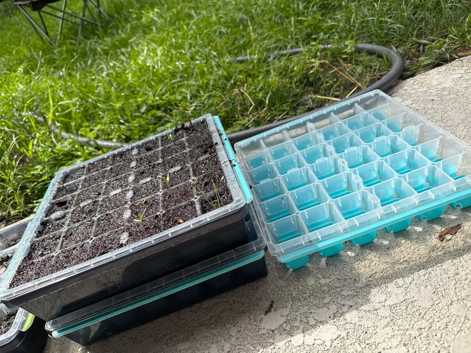 Burpee SuperSeed 36-Cell Reusable Seed Starting Tray for Indoor Seedlings customer photo 2