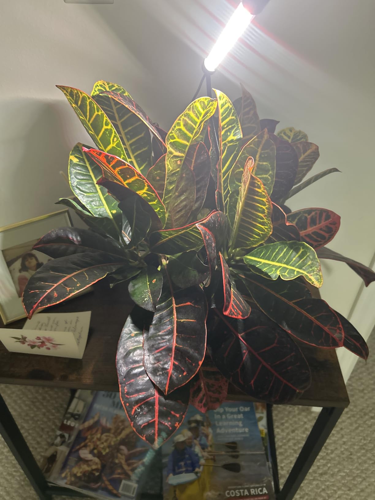 Plant Grow Light,48LED White Red 6000K Full Spectrum Gooseneck Growing Lamp customer photo 2