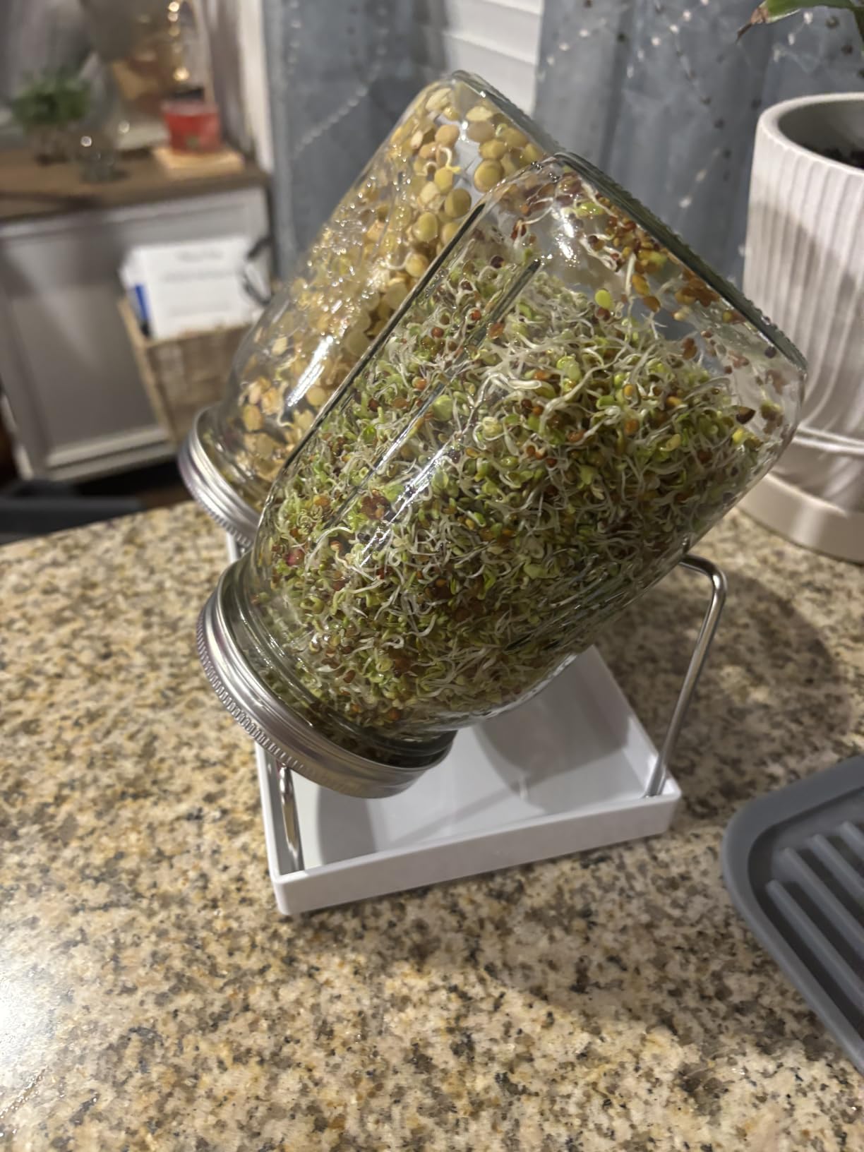Kitmiido Seed Sprouting Kit, 2 Large Wide Mouth Mason Jars with Sprout Lids, Blackout Sleeves, Drain Tray, Stainless Steel Stand, Sprouts Growing Kit for Bean, Broccoli, Alfalfa (Yellow+Green) customer photo 2