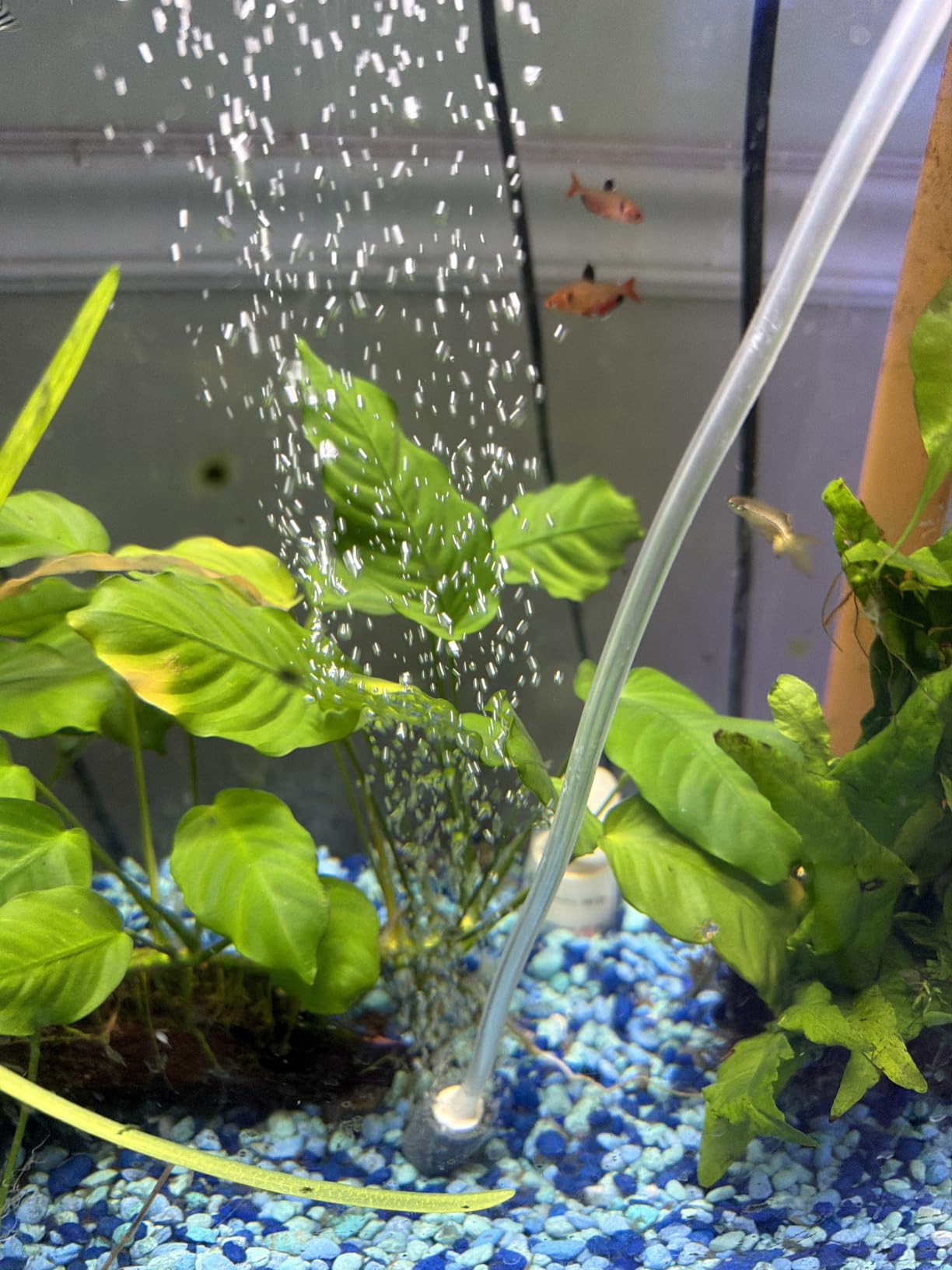 AQUANEAT Aquarium Air Pump for 20-210 Gallon Tank, Fish Air Bubbler, Hydroponic Oxygen Aerator with Stones, Airline Tubing, Check Valves customer photo 1