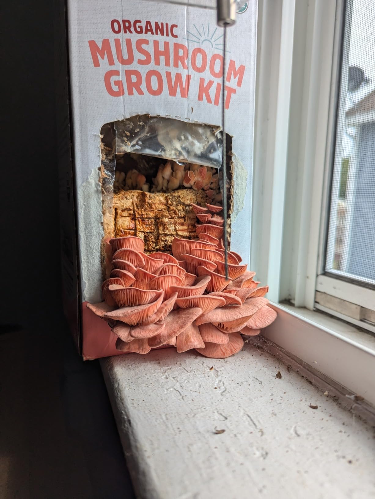 Back to the Roots Organic Shiitake Mushroom Kit; Great Gift; Easy for Beginners, For Indoor Growing (Start Growing Right Away) customer photo 1