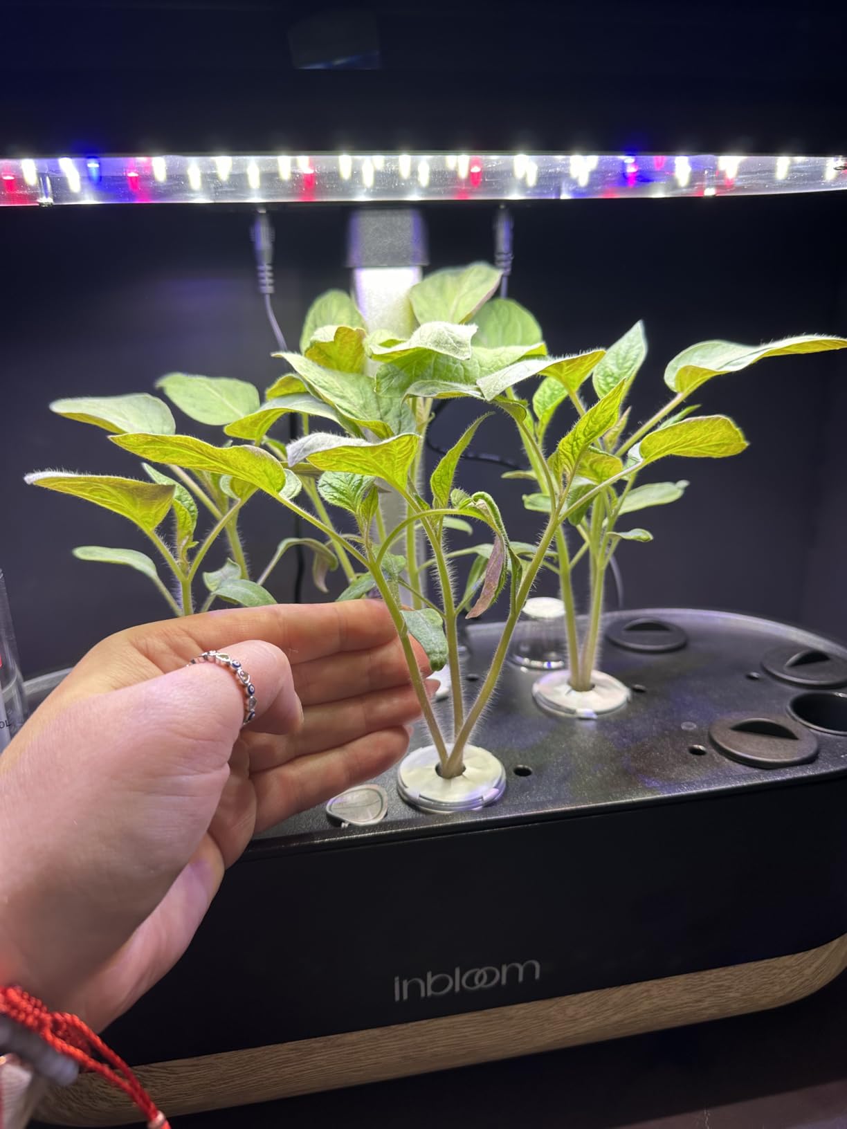 inbloom Hydroponics Growing System 12 Pods, Indoor Herb Garden with LEDs Full-Spectrum Plant Grow Light, Water Shortage Alarm, Automatic Timer, Height Adjustable,Gardening Gifts for Women, White customer photo 2