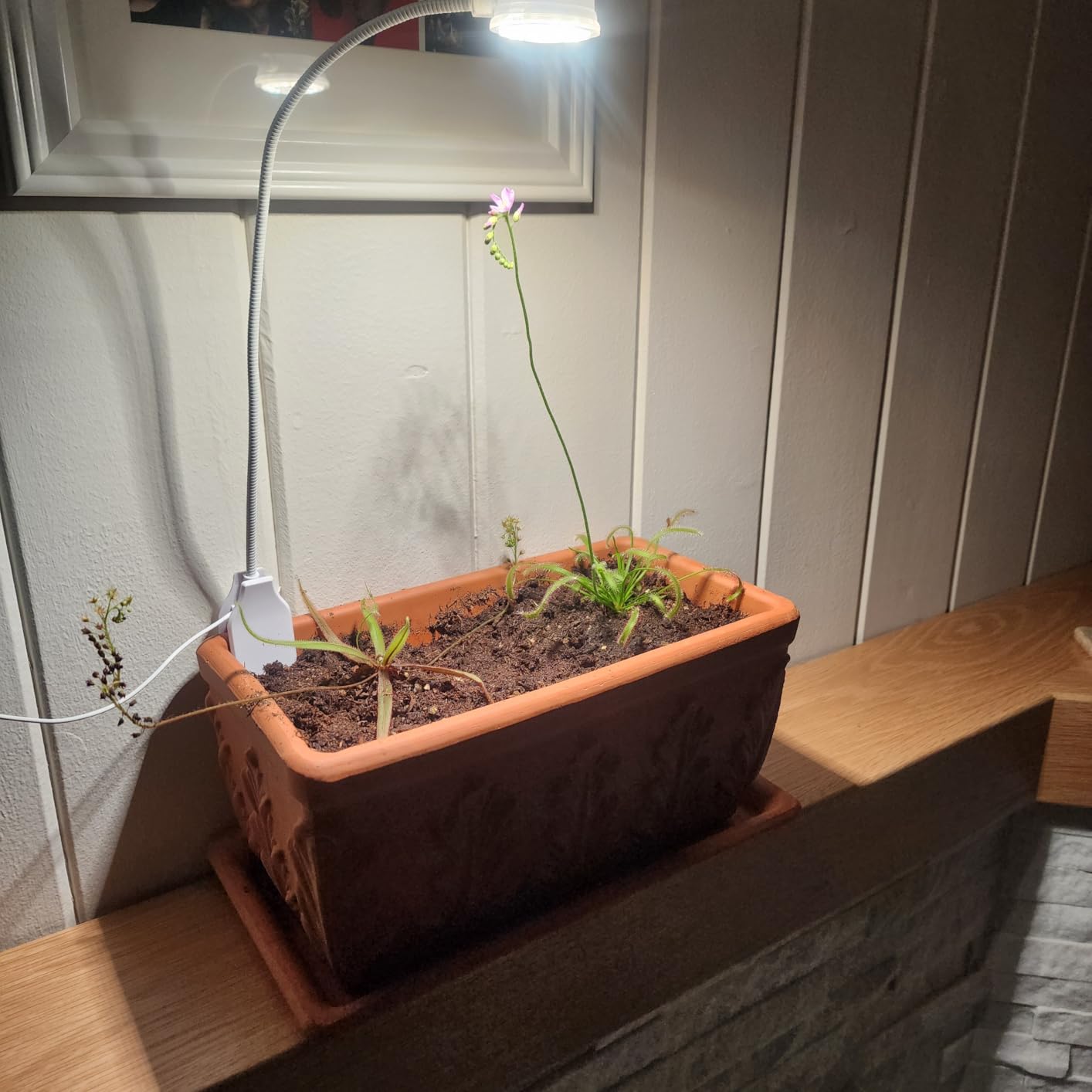 SANSI Grow Lights for Indoor Plants, Pot Clip-On Plant Light, 2-Pack customer photo 1