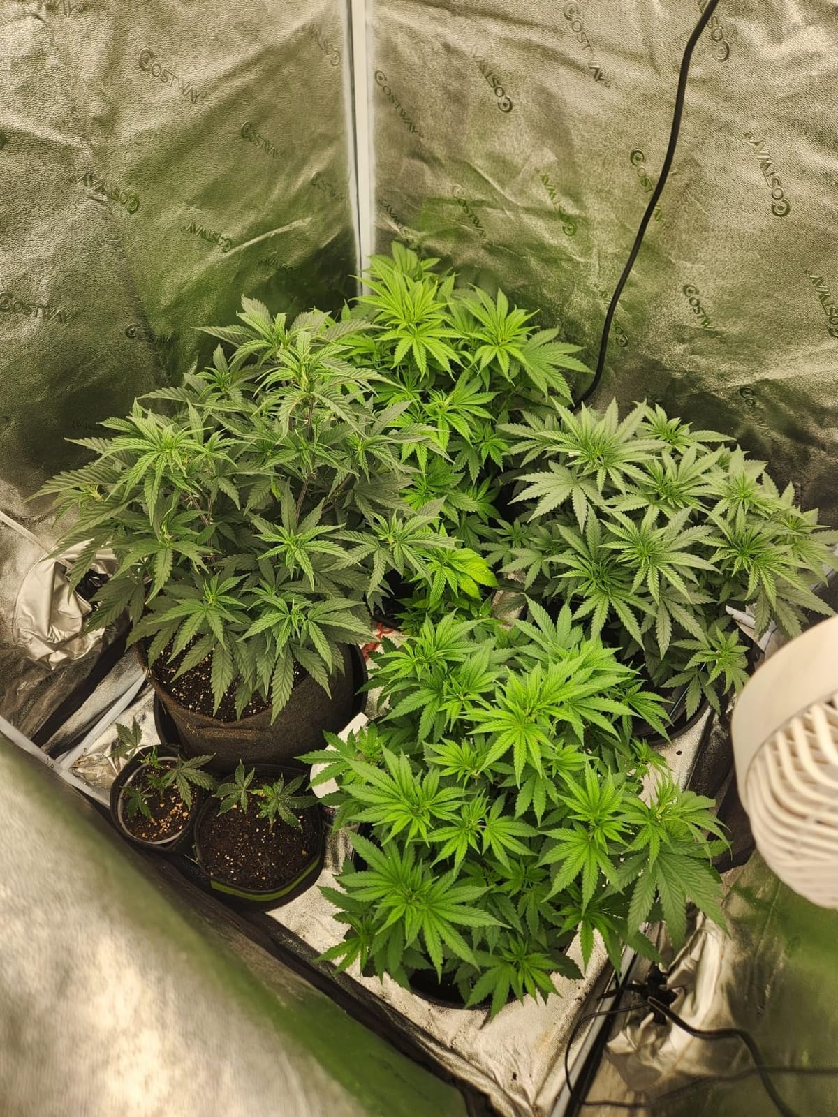 MARS HYDRO 6'' Oscillating Clip-On Grow Tent Fan, 10 Wind Speeds, EC Motor customer photo 2