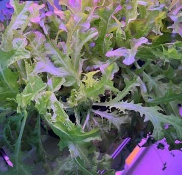 inBloom 12 Pods Hydroponics Growing System Indoor Garden with LED Grow Light and Pod Kit, Plants Germination Kit with 4.2L Water Pump Accelerate, Height Adjustable, Gardening Gifts for Women, White customer photo 2