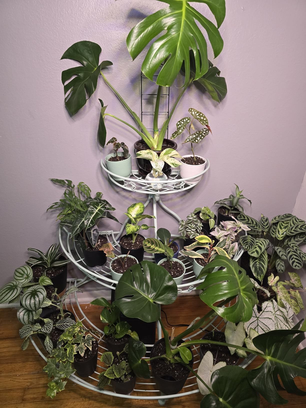 LBW Grow Light with Stand for Indoor Plants, Adjustable Height up to 68