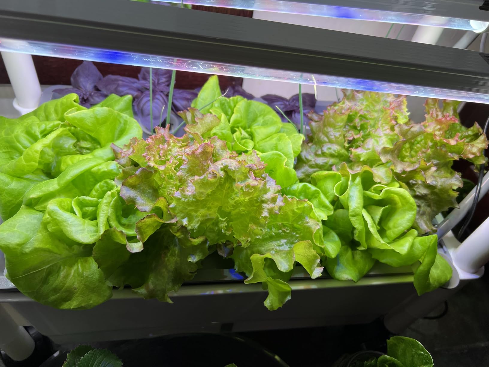 Hydroponics Growing System,AOONEG 28Pods Indoor Herb Garden with LED Grow Light,Hydroponics Growing System Kit with Automatic Timer,Pump System,Adjustable Height,No Seed customer photo 2