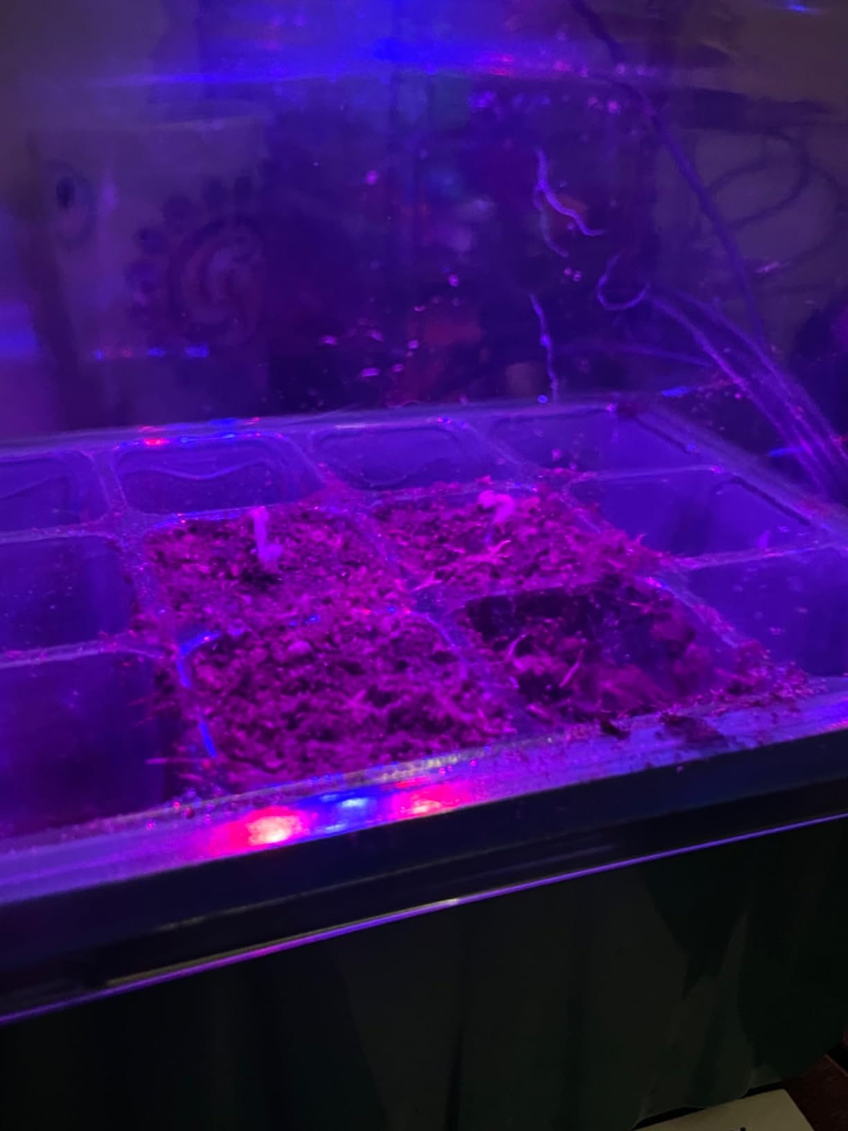 GOONMILL Self-Watering Seed Starter Tray with Timed Grow Light, 6 Packs Plant Starter Tray Seedling Starter Kit with Humidity Domes Base Indoor Mini Greenhouse for Gardening Seeds Growing Starting customer photo 1