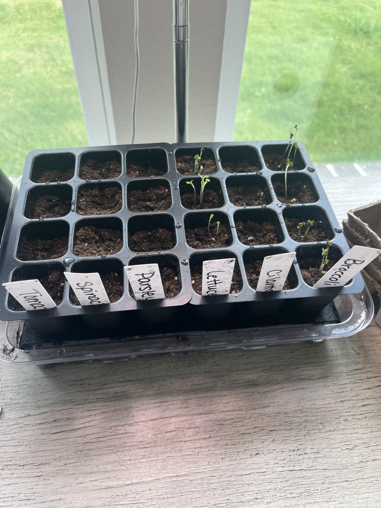 SOLIGT Self Watering Seed Starter Trays with Humidity Domes 6 Pack 144 Cell customer photo 2