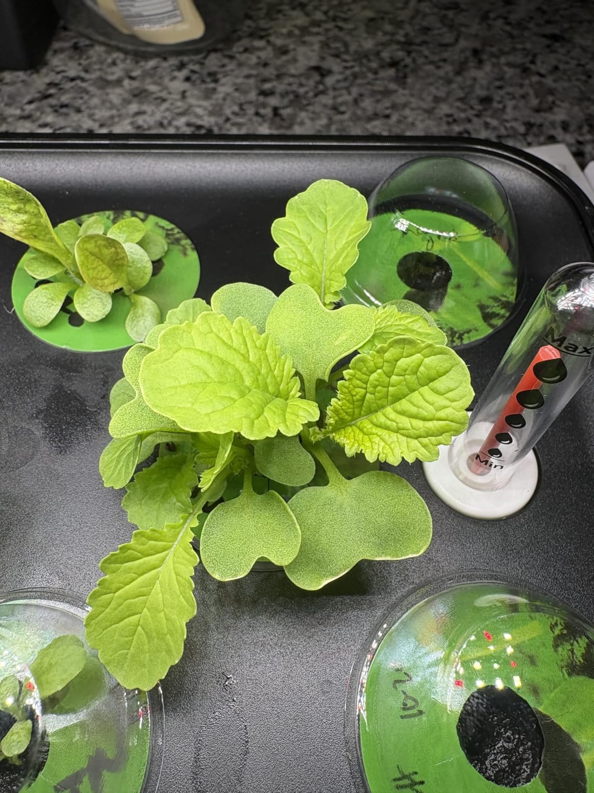 SUNCOZE Hydroponics Growing System, Compact 12 Pods Indoor Garden, Black customer photo 1