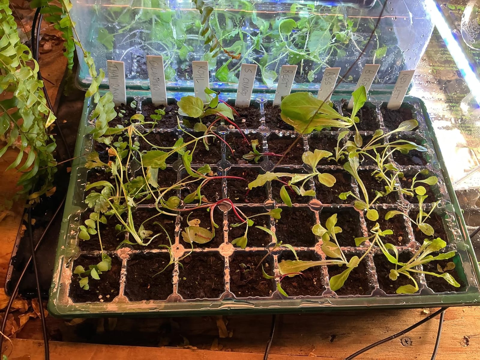 Sondiko Seed Starter Tray with Grow Light, Display Digital Controller customer photo 1