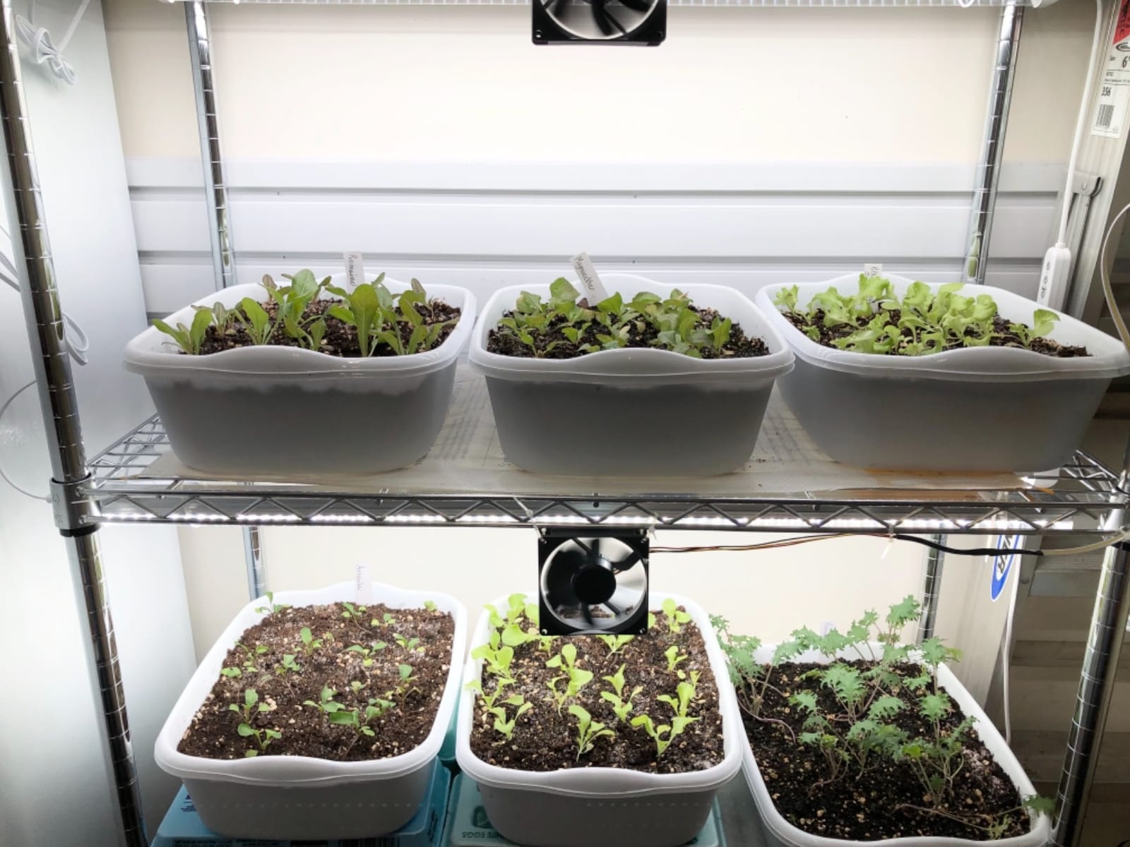 JESLED Indoor Greenhouse with Grow Light, 35.4x13.8x59IN customer photo 2